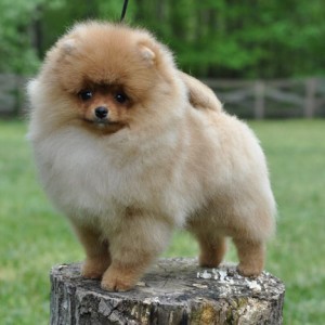 Ch. Dee Little Butter My Biscuit