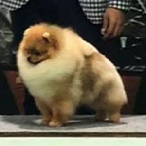 Pomindo Million Dreams