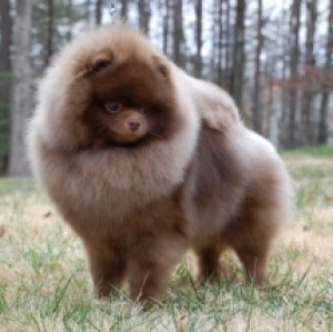 Ch. Dee Little Mr. Potato Head