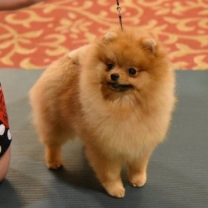 Ch. Dee Little Beauty School Dropout