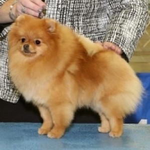 Ch. Dee Little Pretty As A Peach