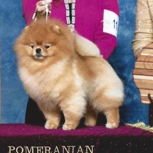 BISS GCh. Dee Little I Am Groot (Group winner)