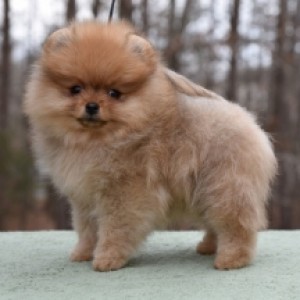 Ch. Dee Little Mama He's Crazy