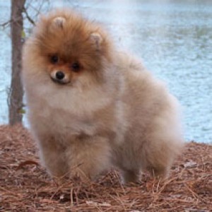 Lil Behrs Bit O Honey