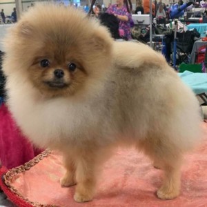 Ch. Woodrose I'm So Fancy