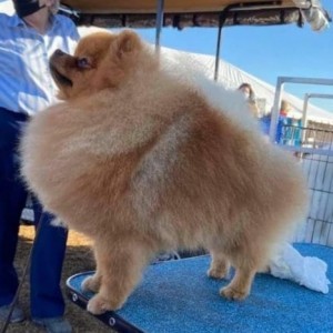 Dee Little Superhero