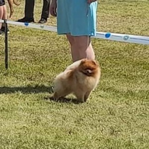 Dee Little He's Just Not That Into You