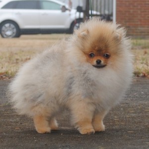 Silhouette's Little Jack