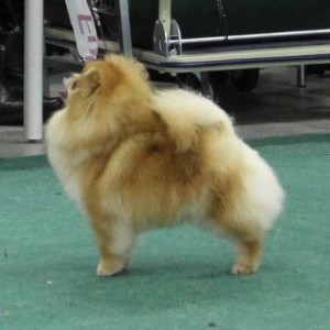 Dan-Star-Kom Katris Love Story