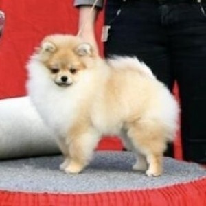 Dan-Star-Kom True Love