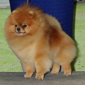 GCh. Ballofur's Maybe I'm Amazed (group winner)