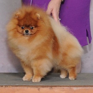 Ch. Ballofur's Snuggle Bear Sheehan