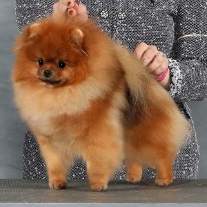 Ch. Montefino's Everything I Wanted