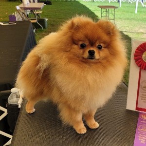 Ch. Notorious Charity Begins At Home