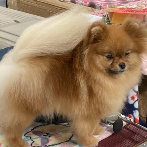 Perfect Poms Makin Dreams Come True