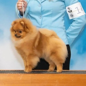 Ch. Dee Little Beauty Within