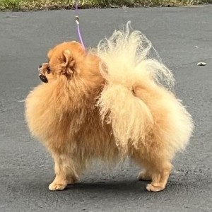 Ch. Peperie Pinch Hitter