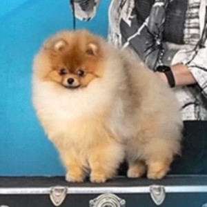 Can Ch. Arwins Pinch This