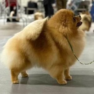 Ch. Lil Behrs Gingered Peach Galette