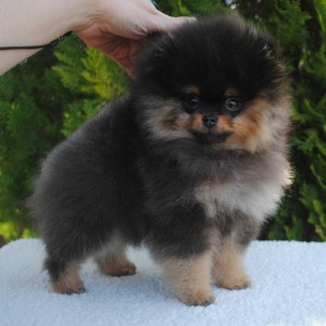 Accolade's charming Your Pants Off