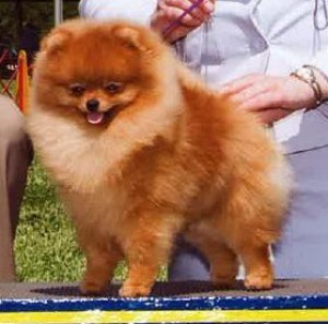 Ch. Dee Little Birdie Told Me (group winner)