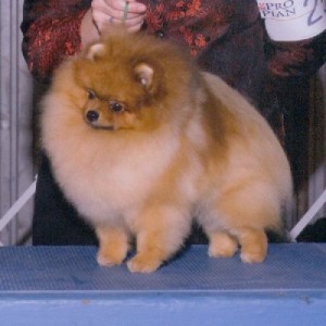 Ch. Dreamweavers Ring of Fire ROM