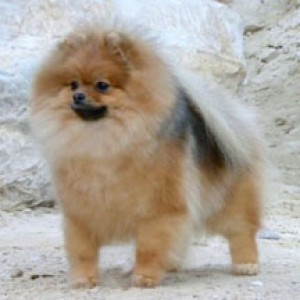 Ch. Achilles To Helena Handbasket (group placing)