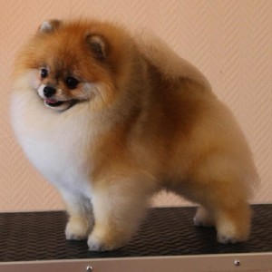 Can Ch. Chriscendo Candid Shot