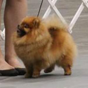 Ch. Ragdoll's Sugar and Spice