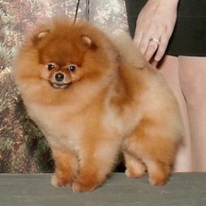 Ch. Special D's Thai'd Up The Line