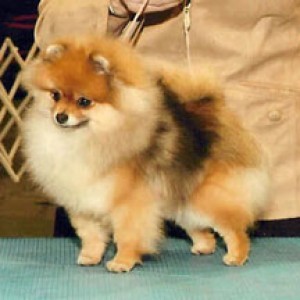 Ch. Exquisite's Sophisticated Angelique