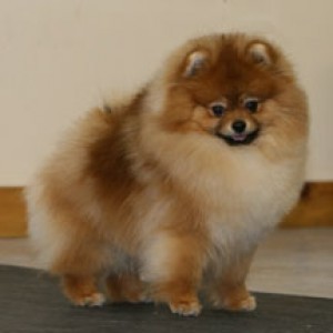 Can Ch. BIS Poland  Chriscendo Communique