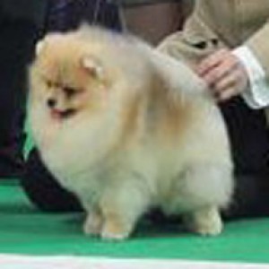 Thai Ch. Neo's Gundum