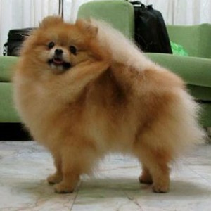 Thai Ch. Tokie Too Little Too Easy