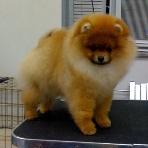 AC Dynasty Communicate My Wishes (in Russia)